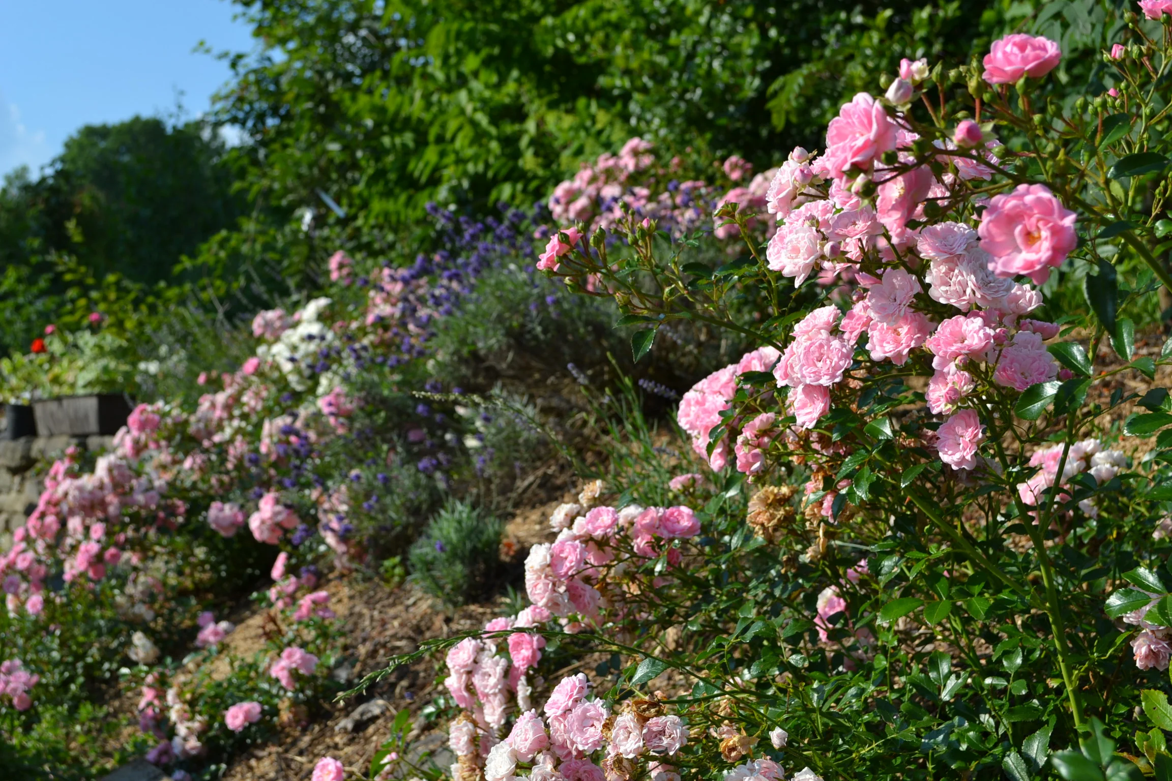 DSC_0352.JPG