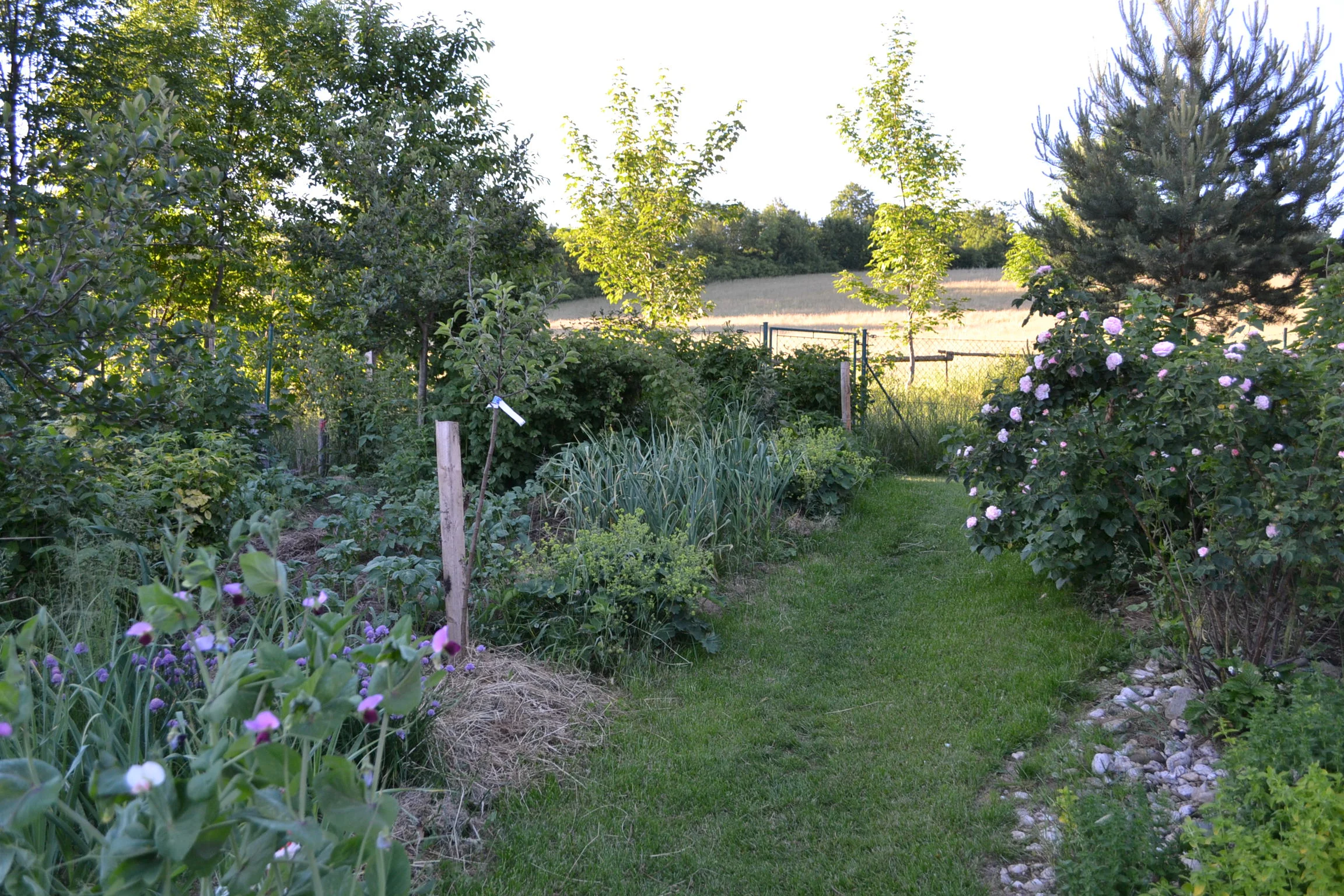 DSC_0089.JPG