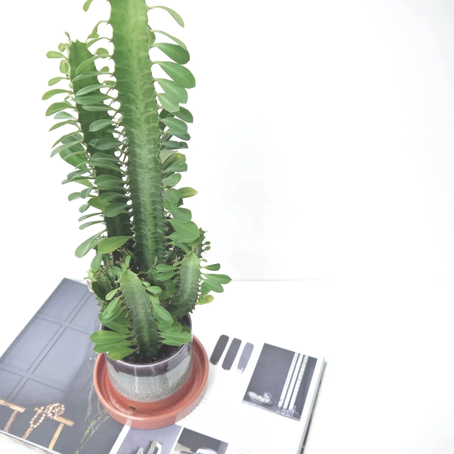 PLANTER-ORGE0-LKODDS-2.jpg