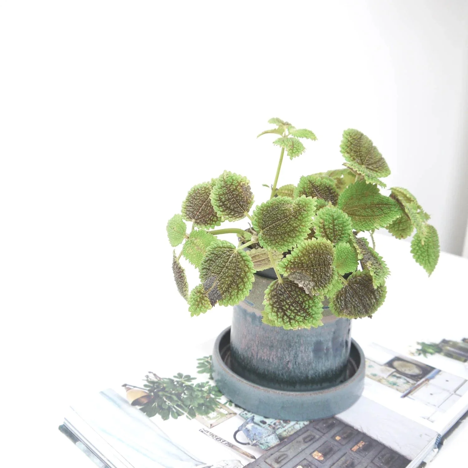 planter-tie-die-1.jpg