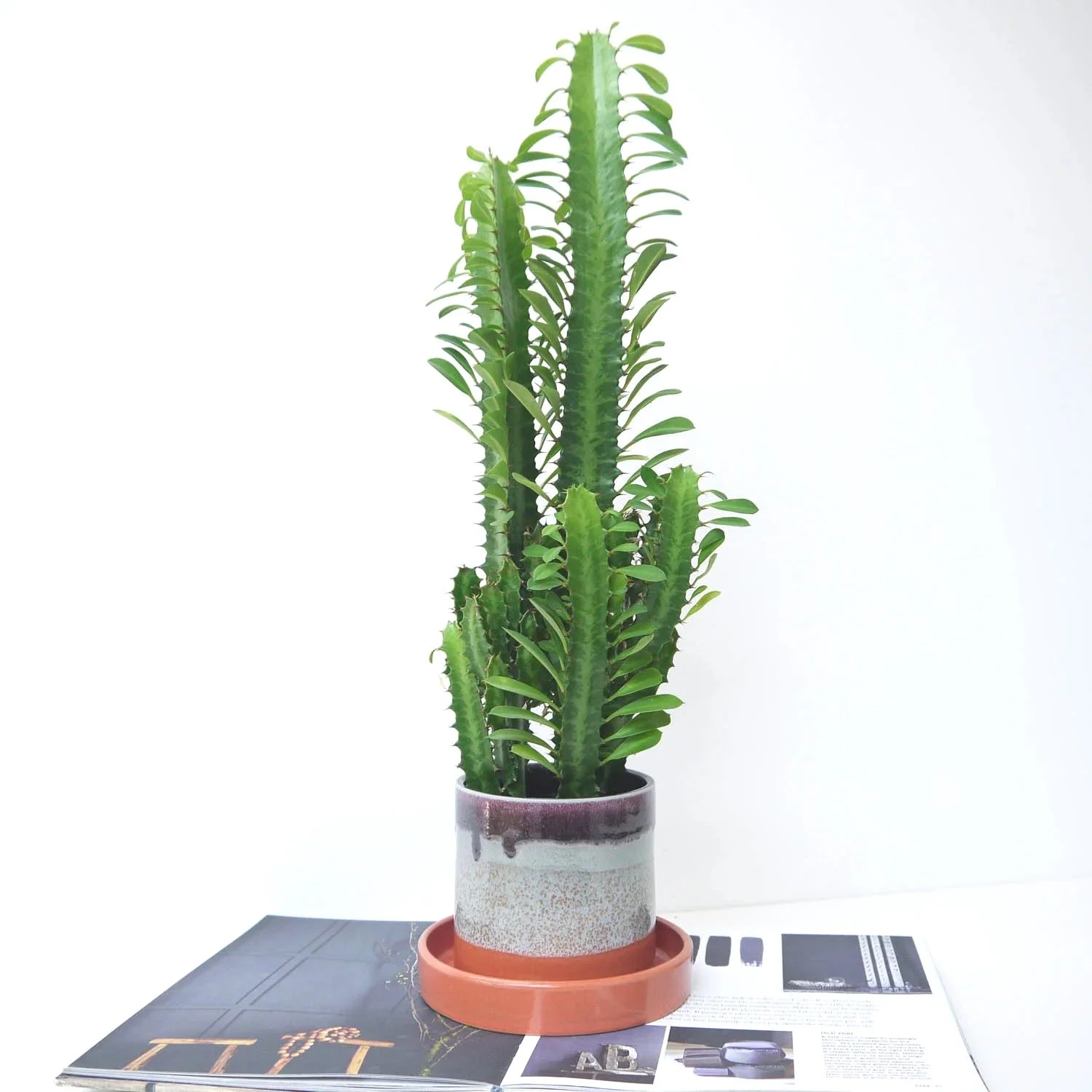 PLANTER-ORGE0-LKODDS-1.jpg