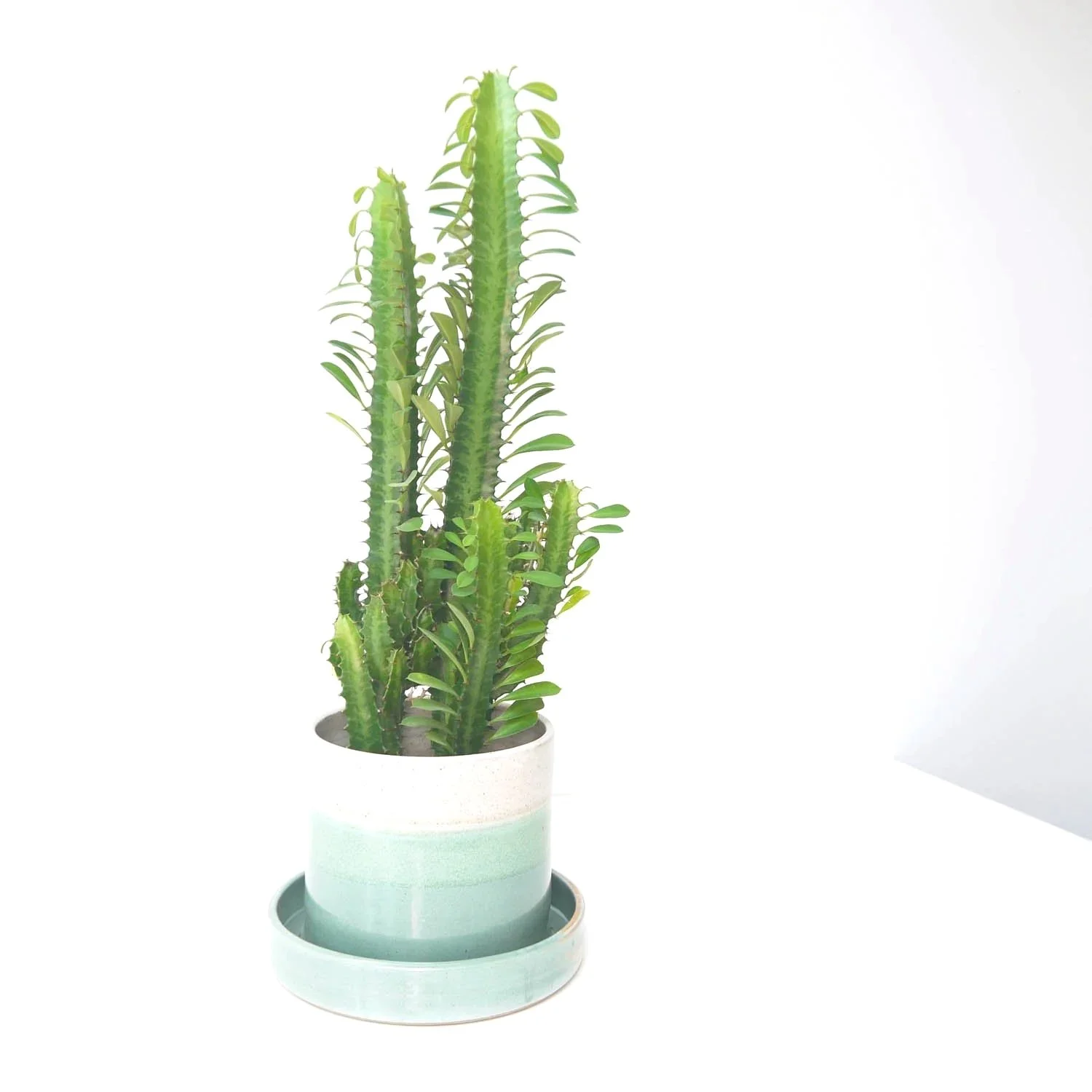 lge-planter-gg-1.jpg