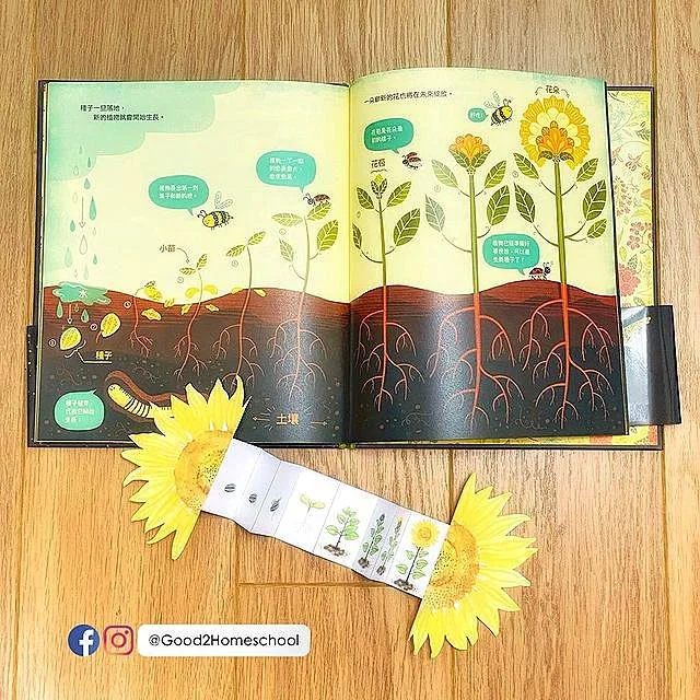 帶小朋友認識植物是怎麼開花的 跟著好好私塾讀 花的祕密 玩摺紙玫瑰 免費下載