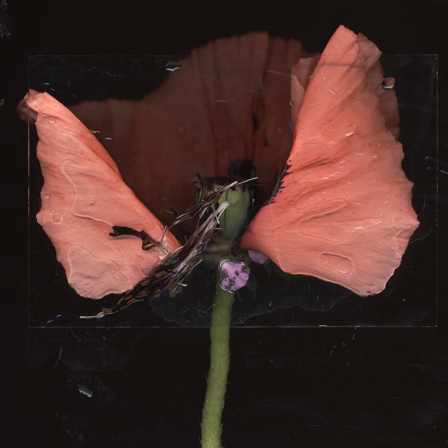 dead poppy 1.jpg