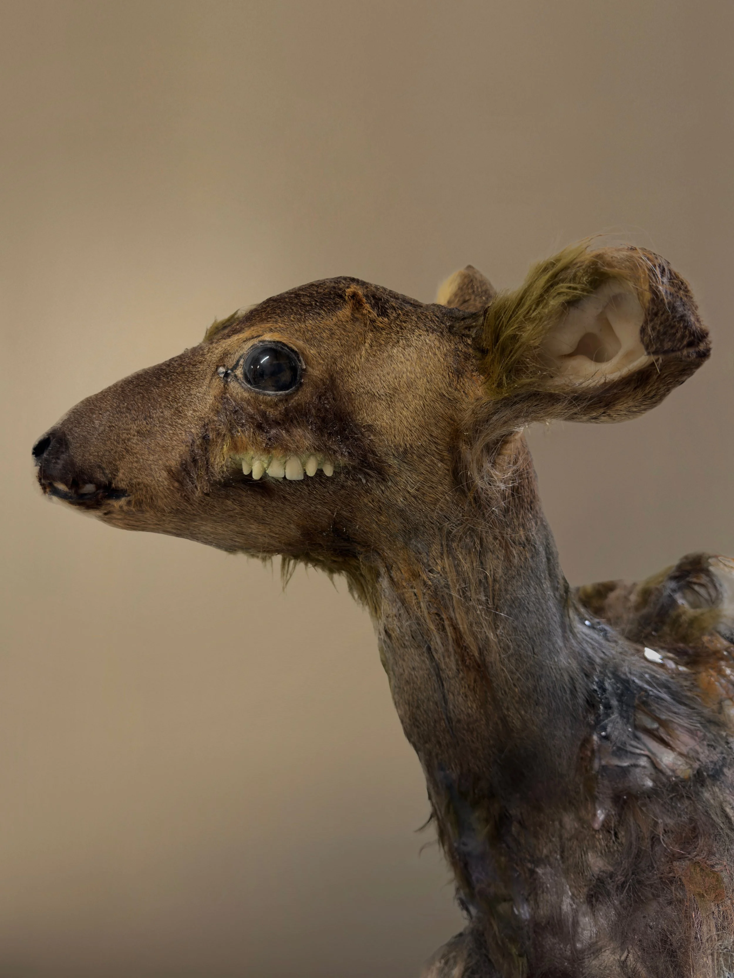 Speculative Taxidermy