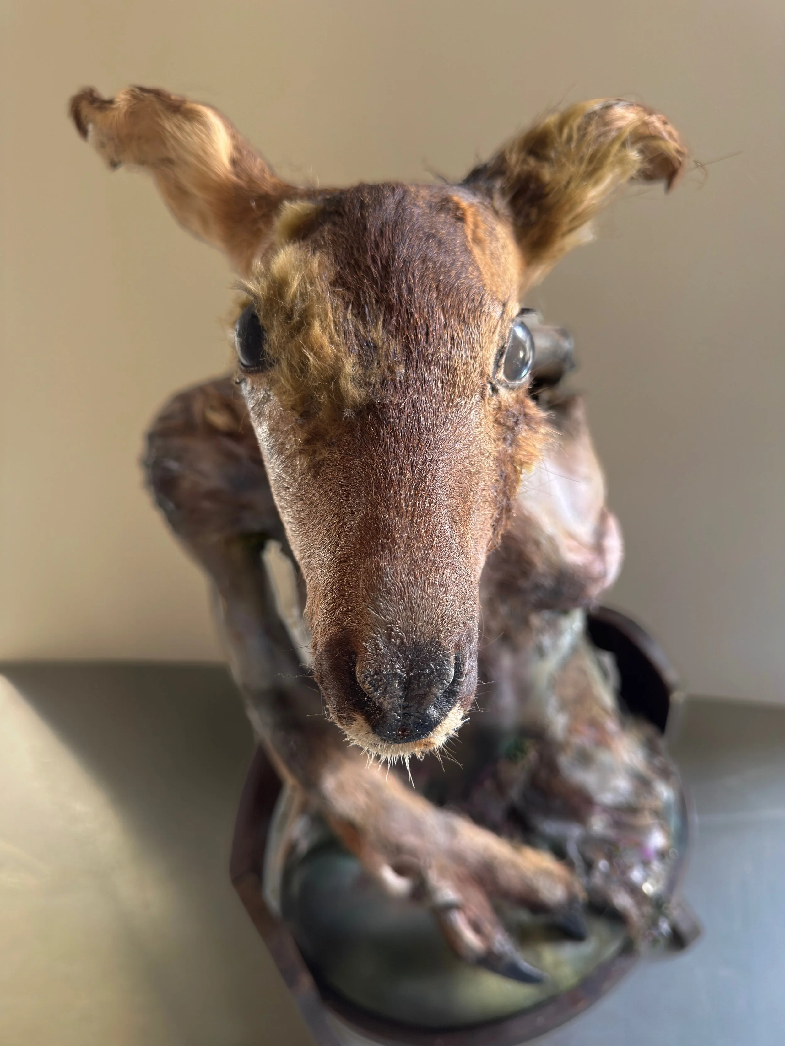 Speculative Taxidermy