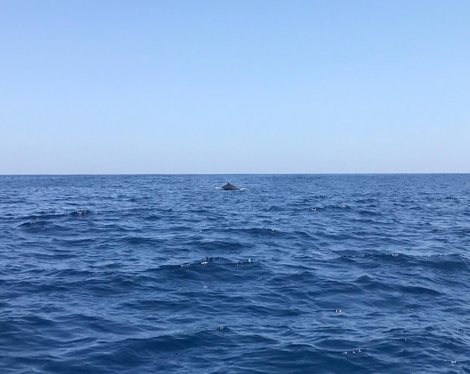 Day 3 - whale PHOTO-2019-05-25-07-06-56.jpg