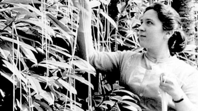 NAJBOLJA PRVOAPRILSKA ŠALA IKADA! Televizija je 1957. emitovala OVAJ PRILOG i ljudi su poverovali u NAJVEĆU LUDOST (VIDEO)