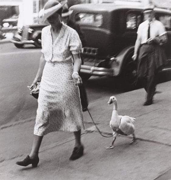 Promenada 😀 Njujork 1928. godine
------------
#istorijskizabavnik #zanimljivosti #zanimljivo #ljubimac #njujork #guske #smesno #setnja #vintagephoto #vintagenewyork #volimzivotinje #loveanimals #walk