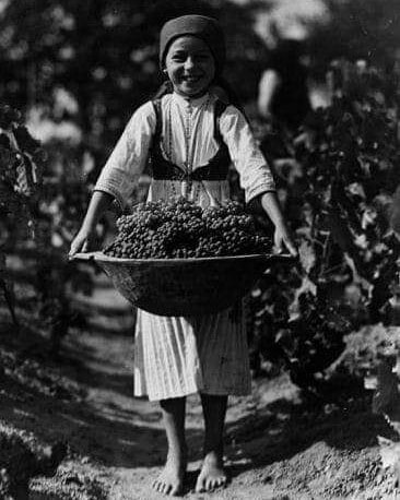 Berba 🍇🍇🍇
-------------
#istorijskizabavnik #istorija #berba #berbagrozdja #grozdje #septembar #jesen #vintage #vintagephoto #historymoments