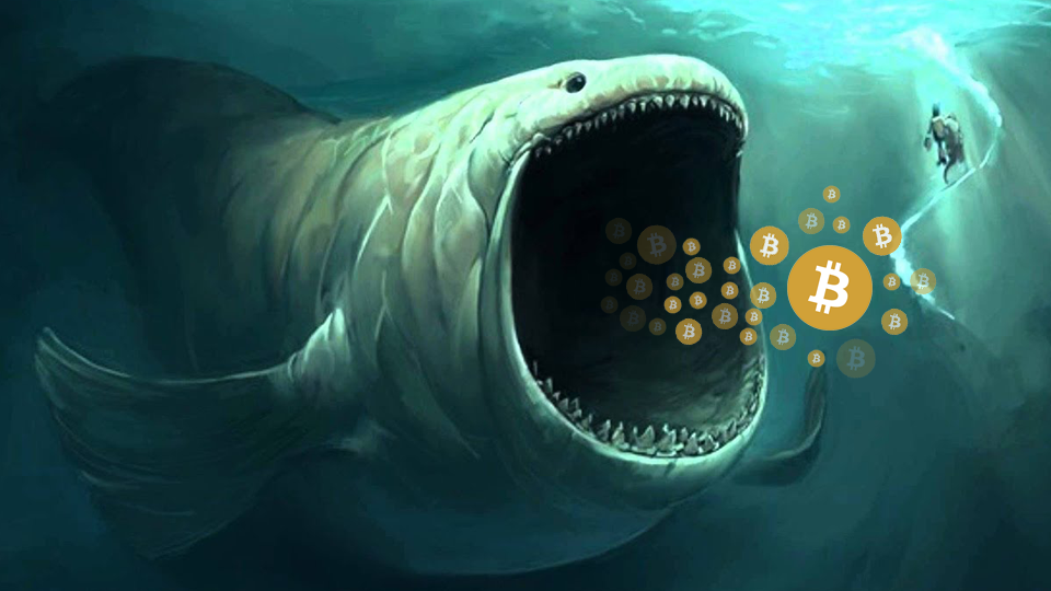 Who are the Cryptocurrency Whales & How They Affect to the Coin Market