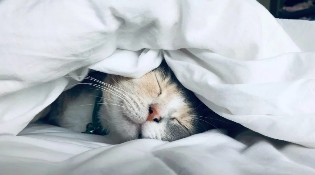 Ledger now lets you earn cryptocurrency while you sleep