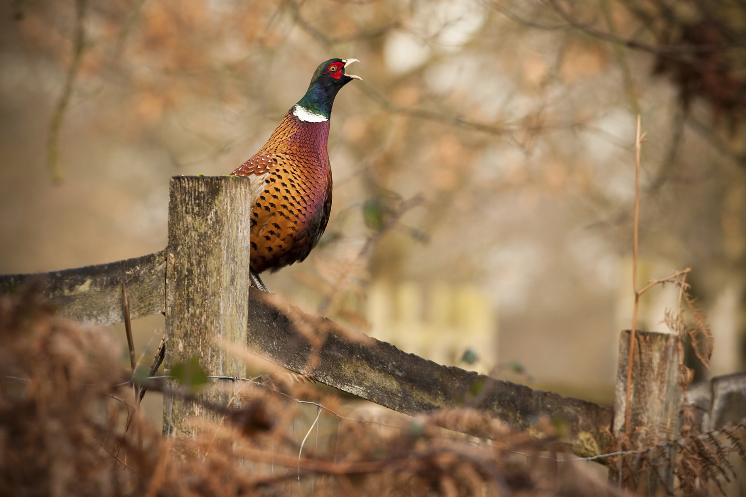 iStock_000014700925Large.jpg