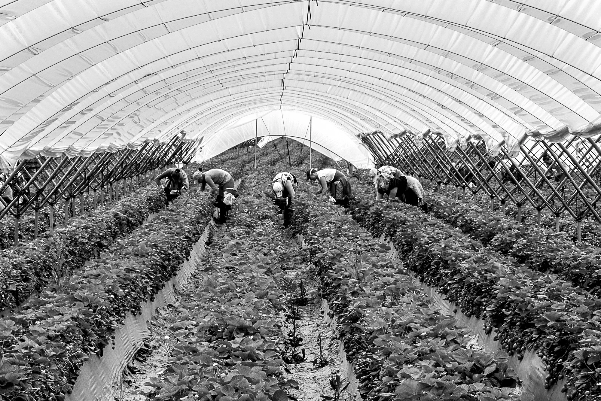 Les cueilleuses de fraises passent à la caisse !