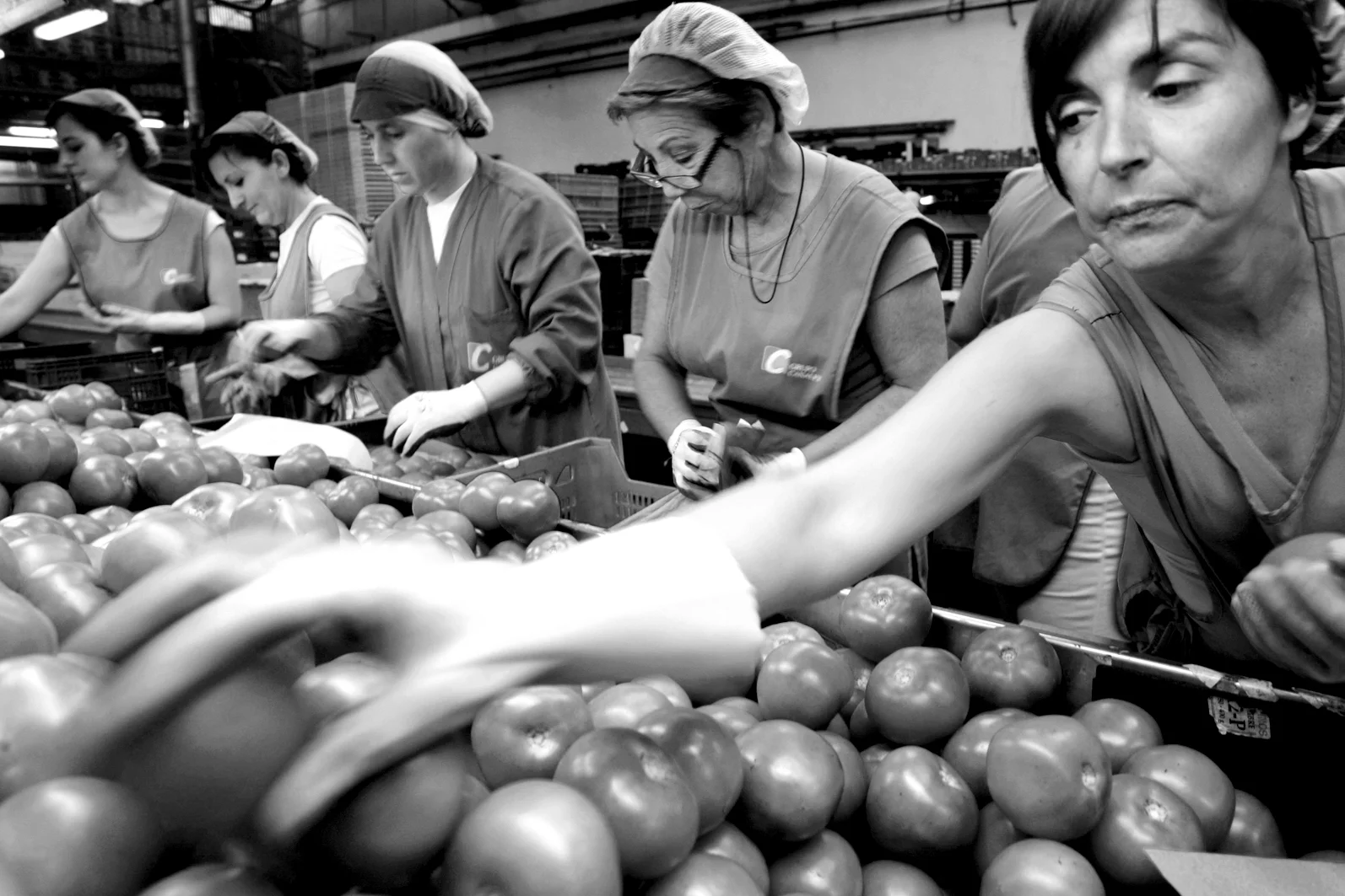 Emballage de fruits et légumes : un dur labeur à 6 euros l’heure. Photo : REUTERS/Francisco Bonilla