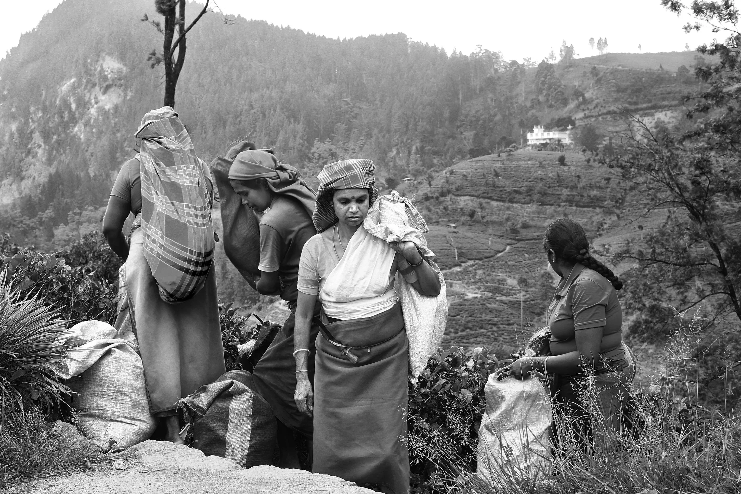 Les cueilleuses de thé luttent pour leurs droits