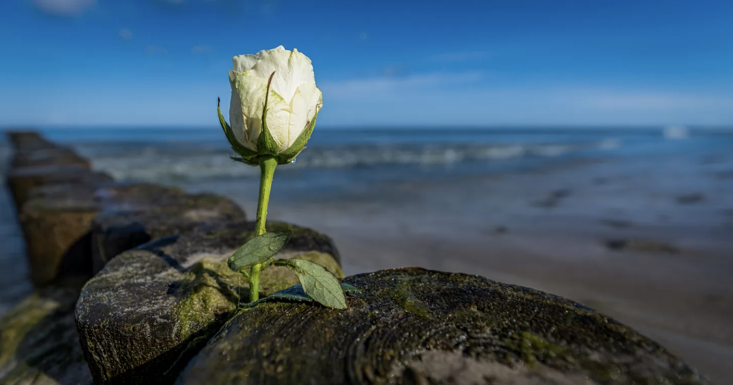                                                                                                                         Image curated from iStock with subscription