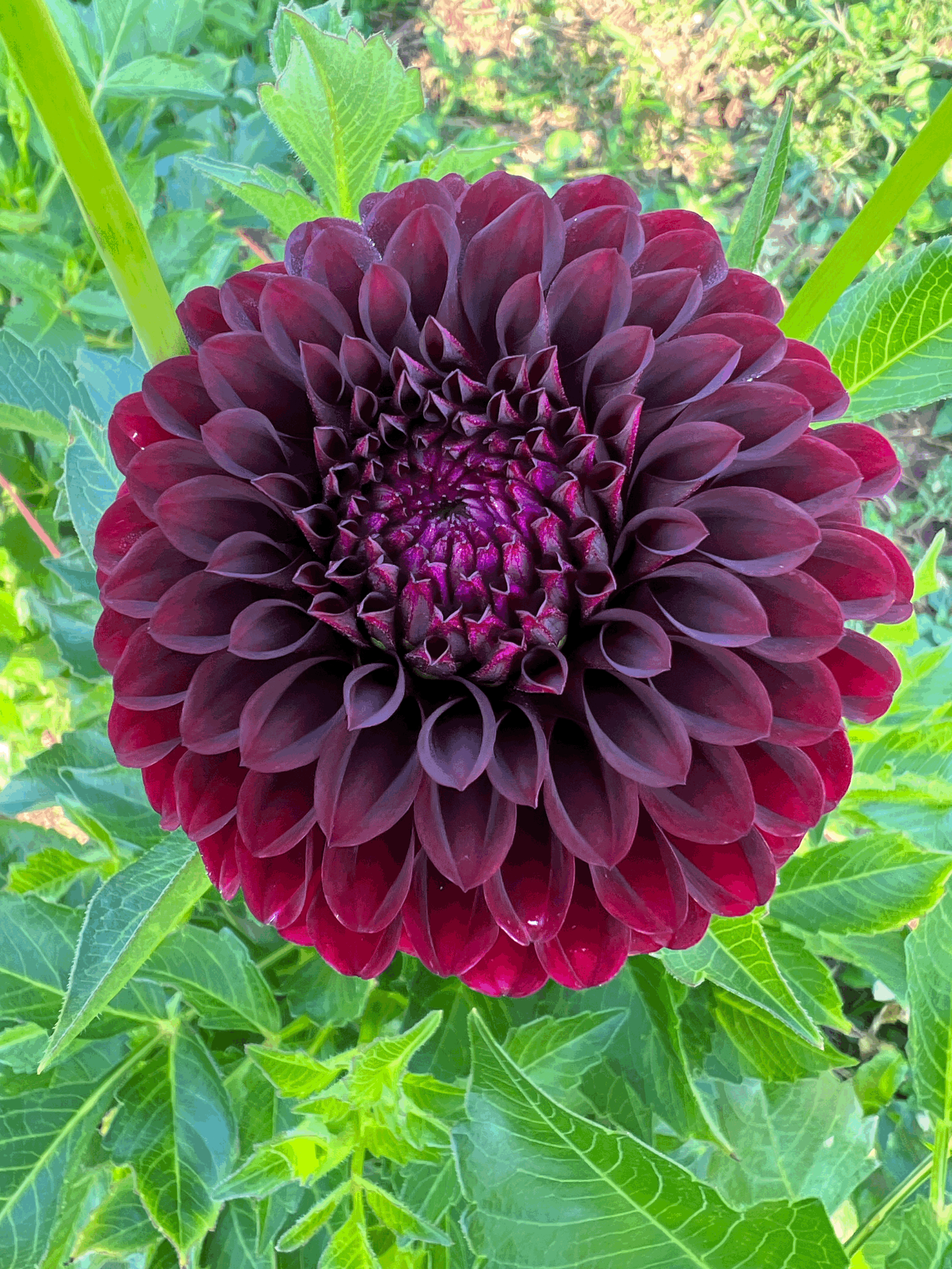 BULK (10) Black Satin