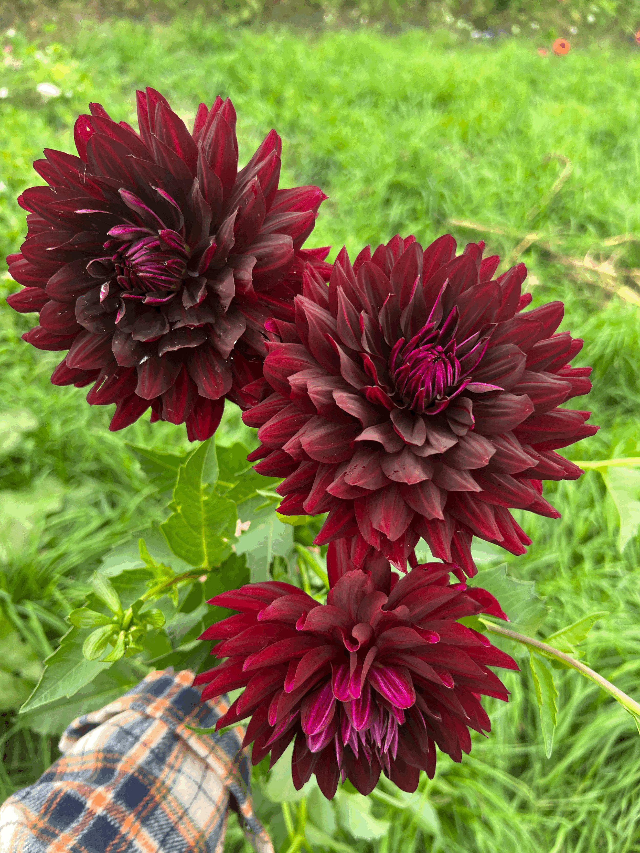 Hollyhill Black Beauty