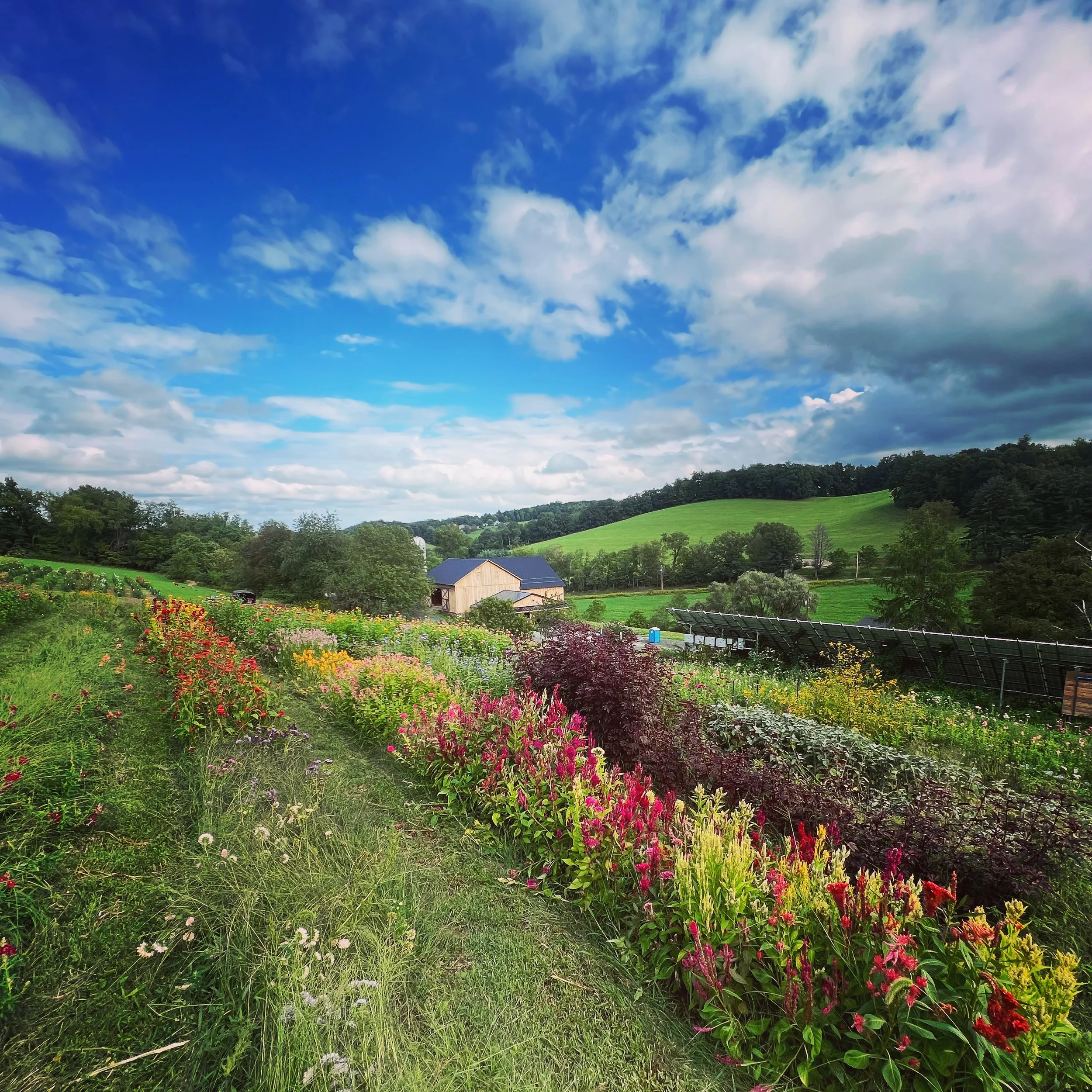 2026 Seedlings - Cut Flower Garden Collection — Long Lane Farm Flowers