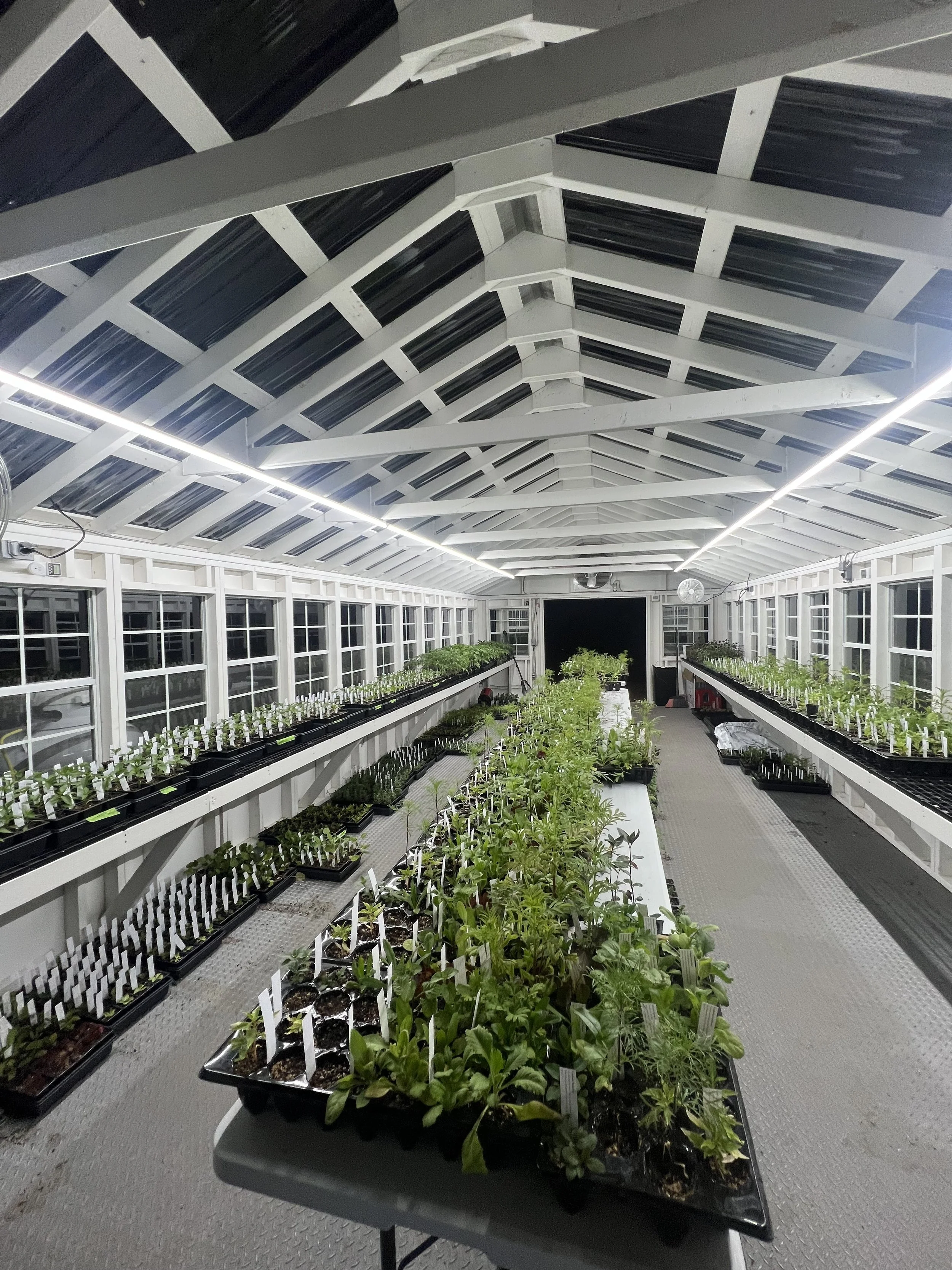 2026 Seedlings - Cut Flower Garden Collection — Long Lane Farm Flowers