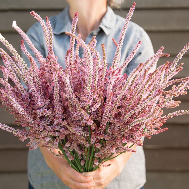 4663_01_pinkpokers.jpg