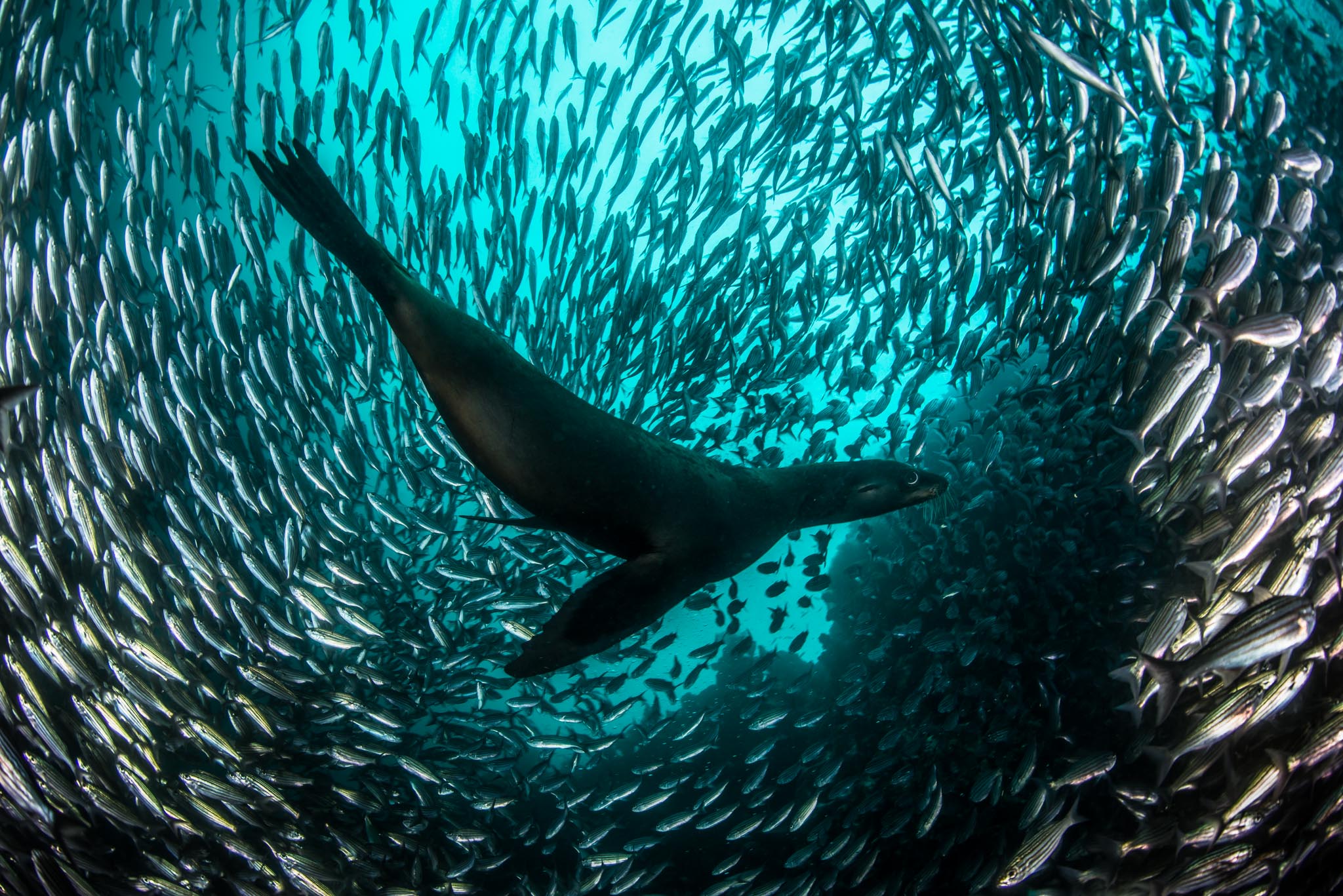 Galapagos 2015 UW-1632_cr Enric Sala.jpg