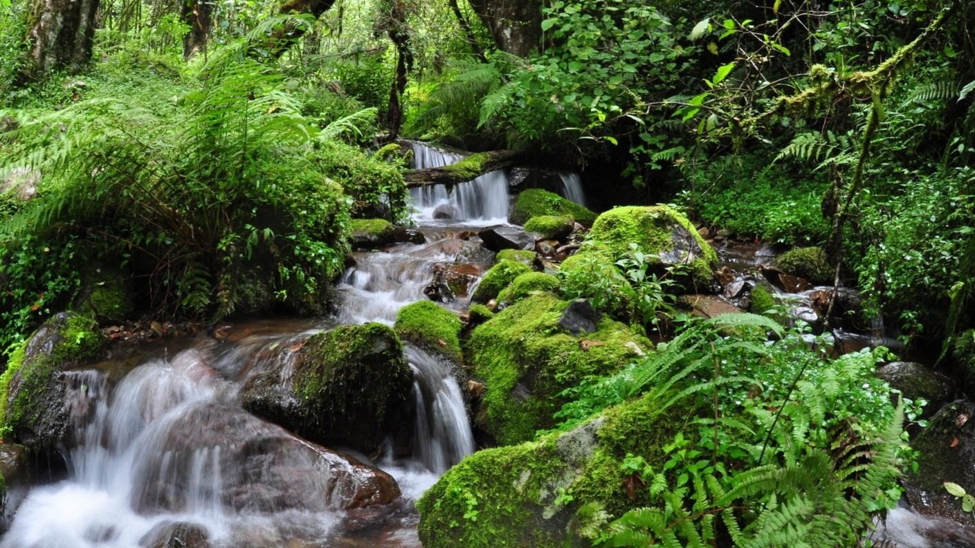 A HIGHLAND RANFOREST STREAM IN ANKARATRA THAT PROVIDES CRITICALLY IMPORTANT HABITAT FOR ENDANGERED AMPHIBIANS. PHOTO CREDIT: JONATHAN KOLBY