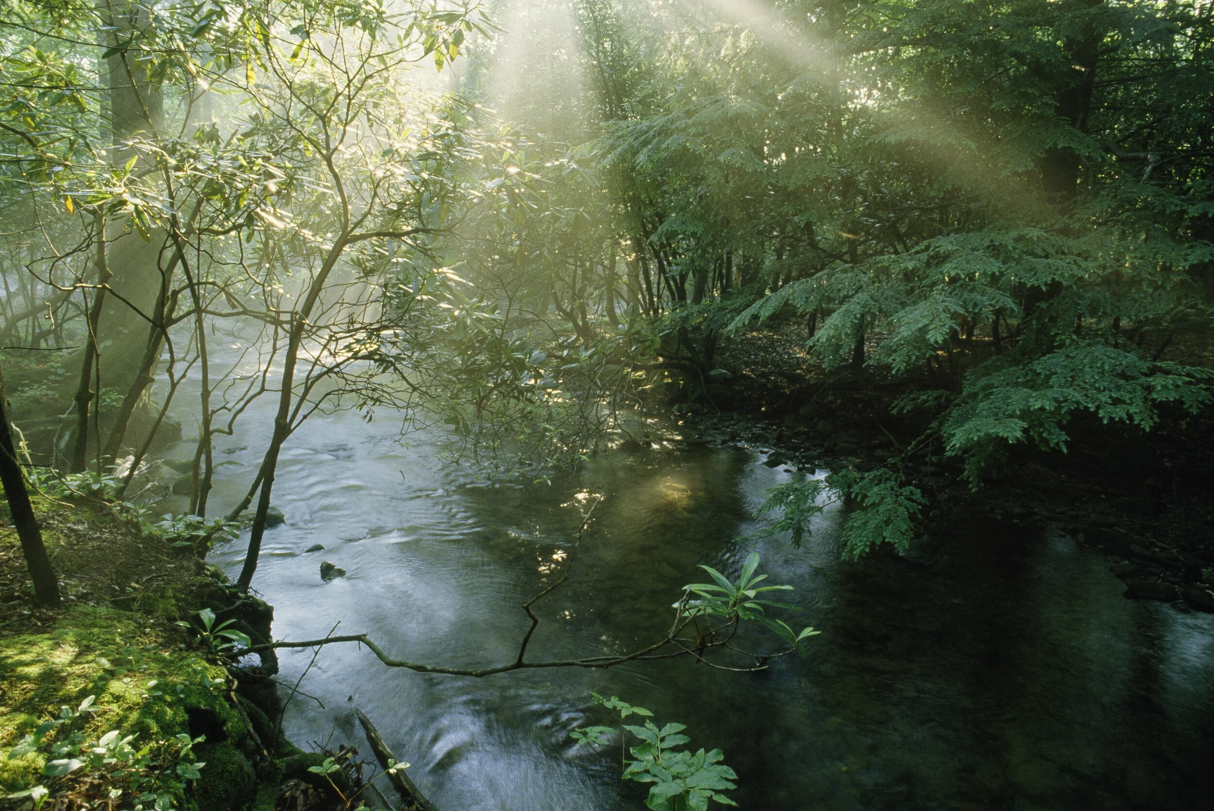 Campaign for Nature background