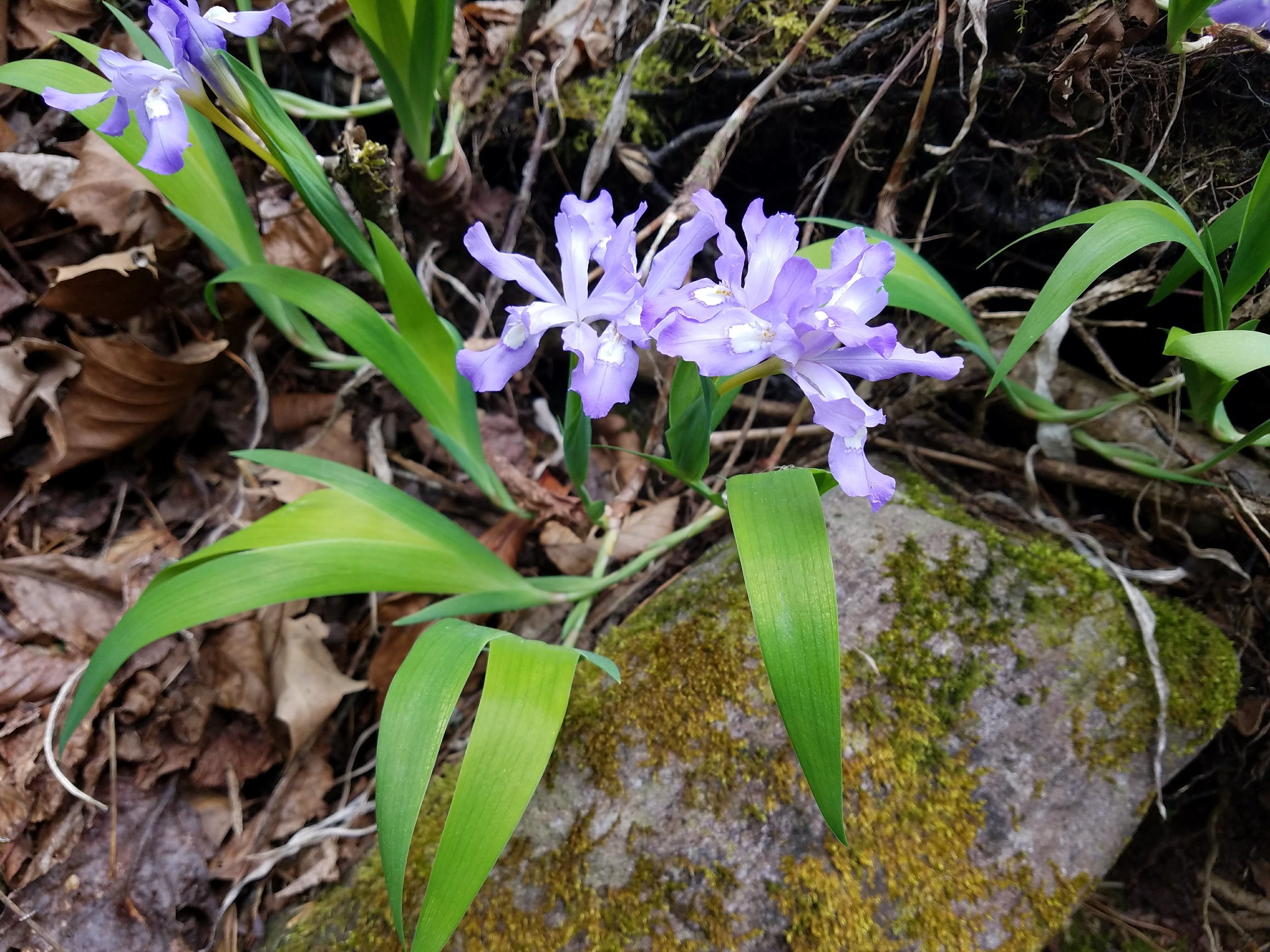 dwarf irises.jpg