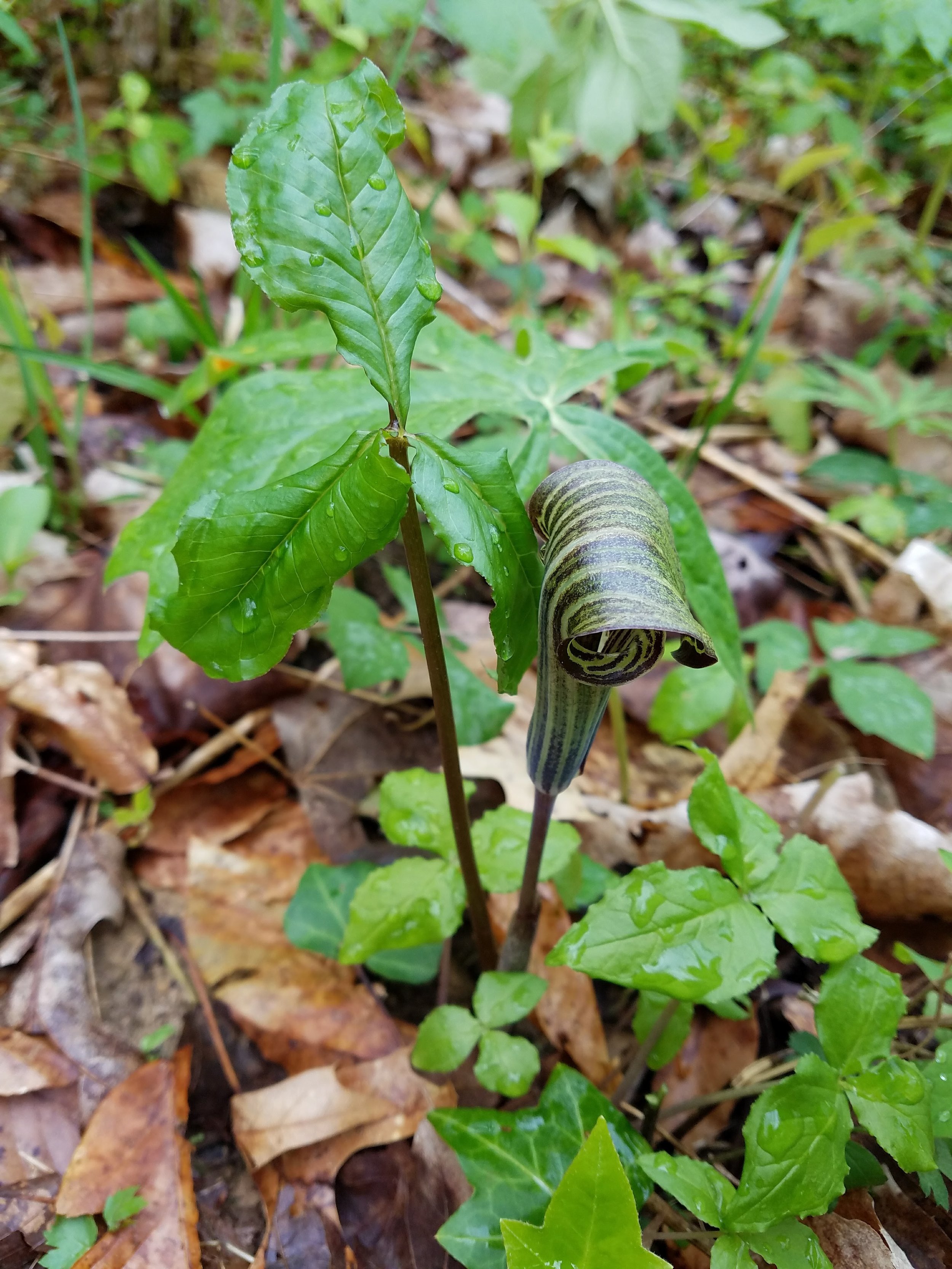 jack in the pulpit.jpg