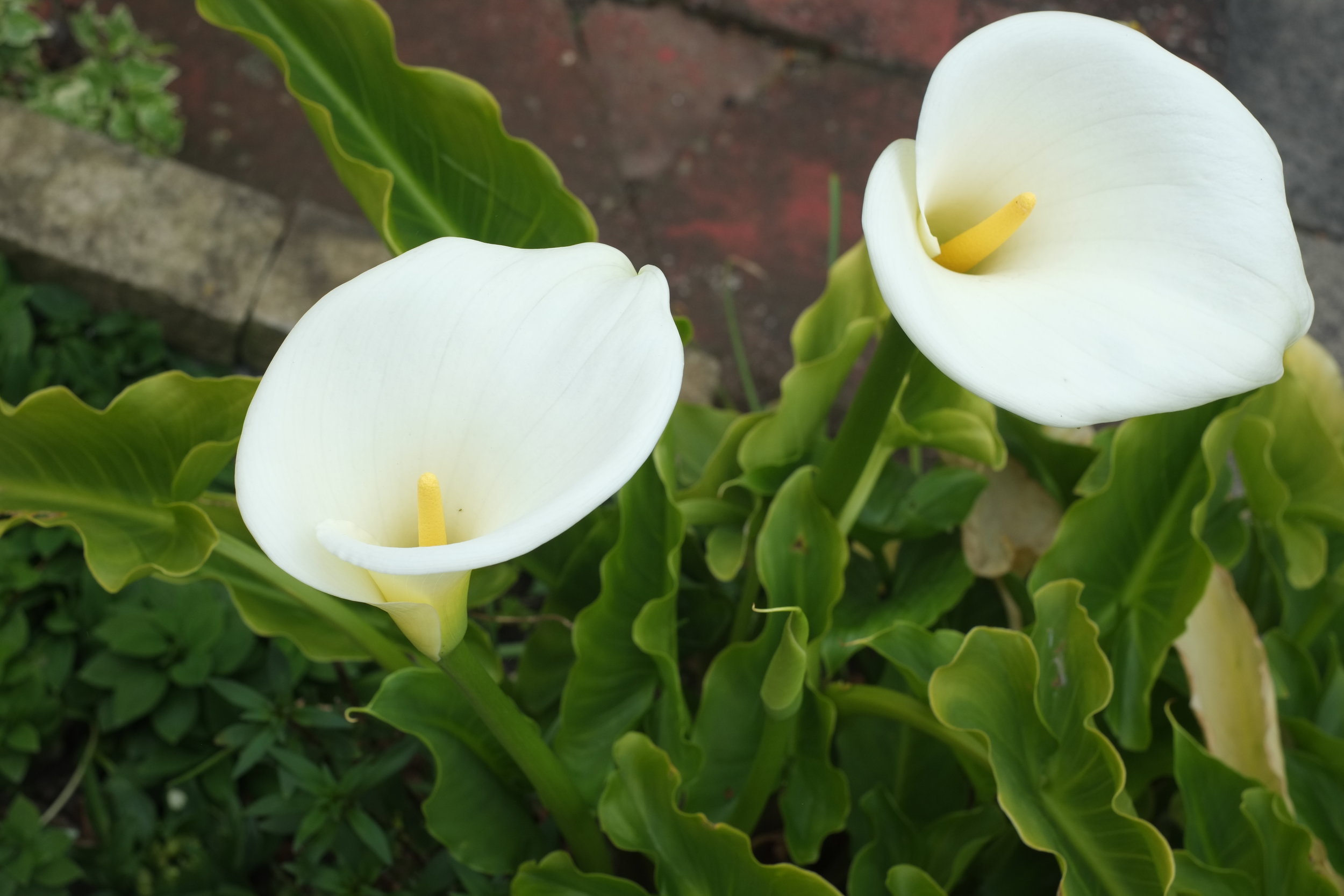 Calla Lily.JPG