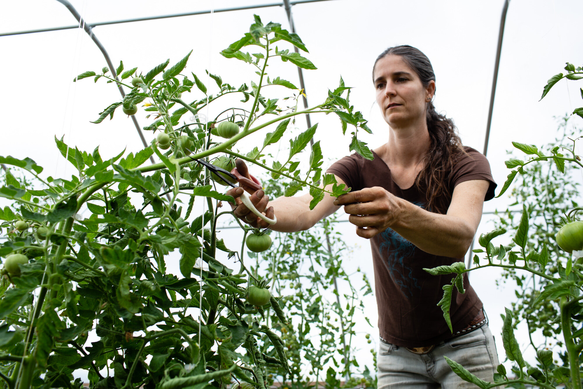 Pruning &amp; Trellising Tomatoes