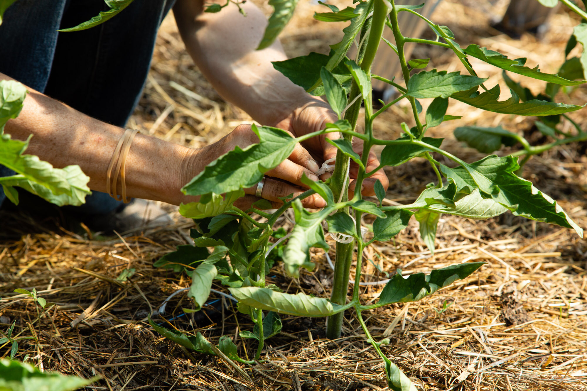 Trellising Tomatoes