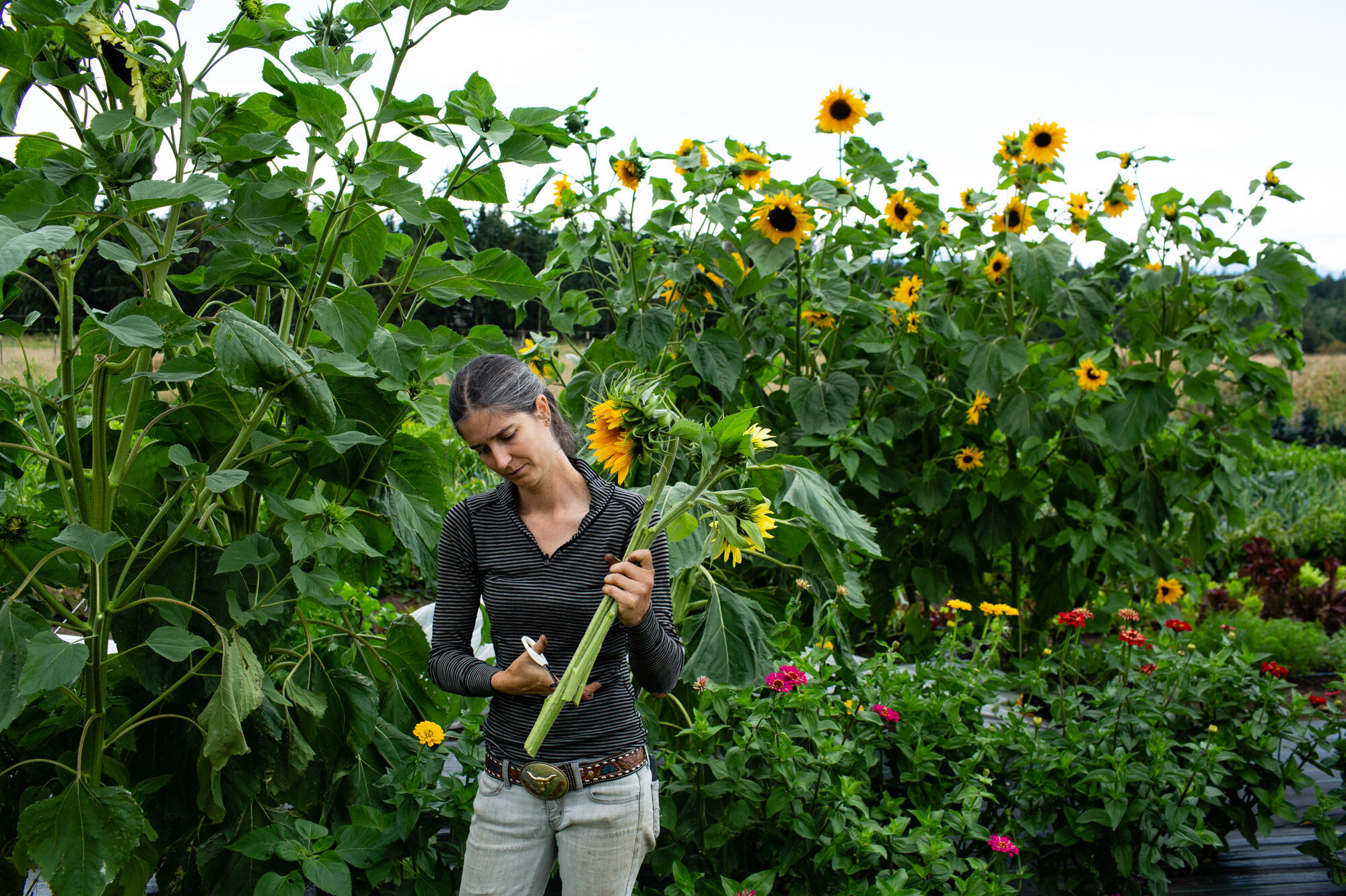 Sunflowers