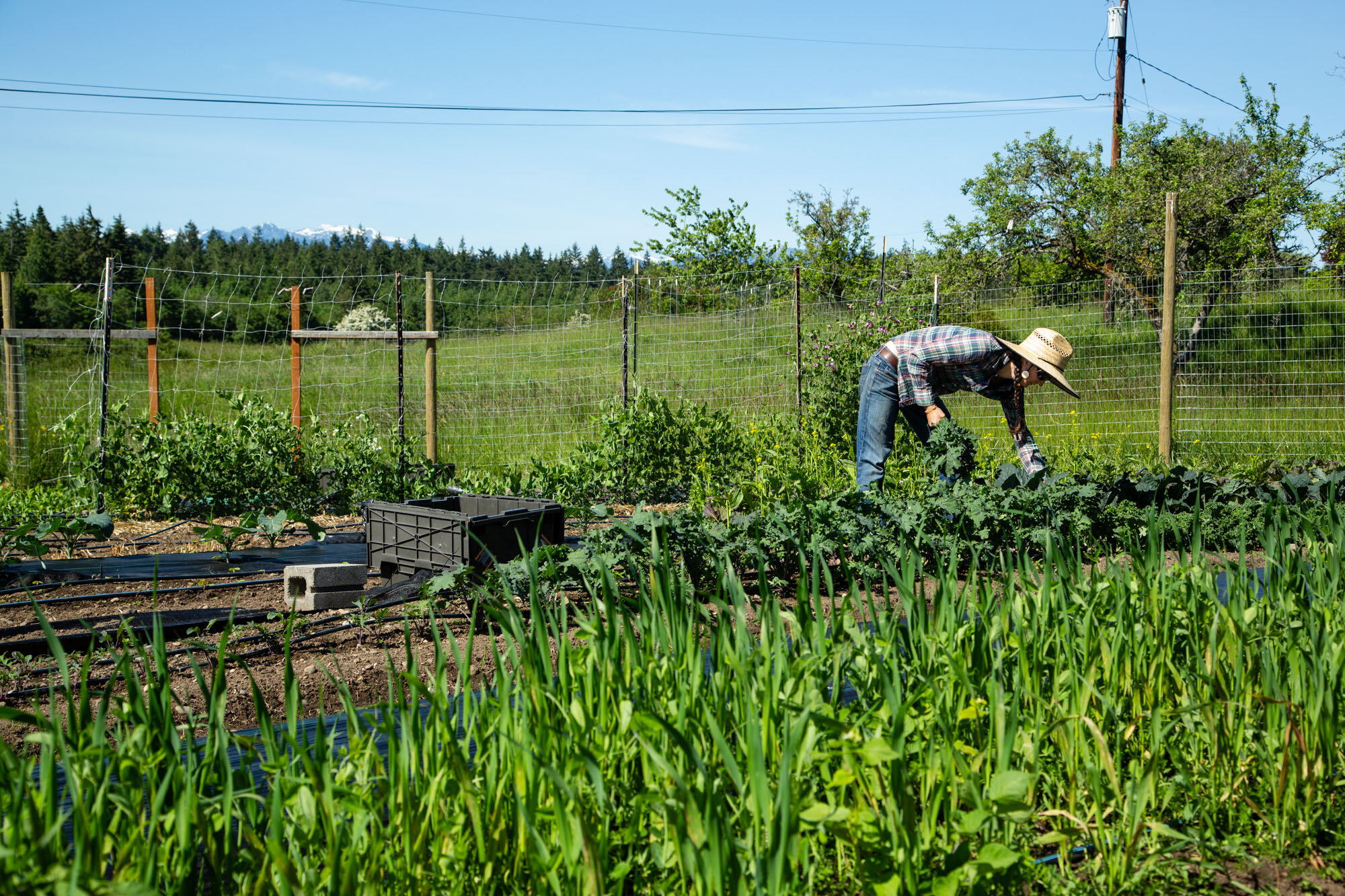 Late May Harvest Day