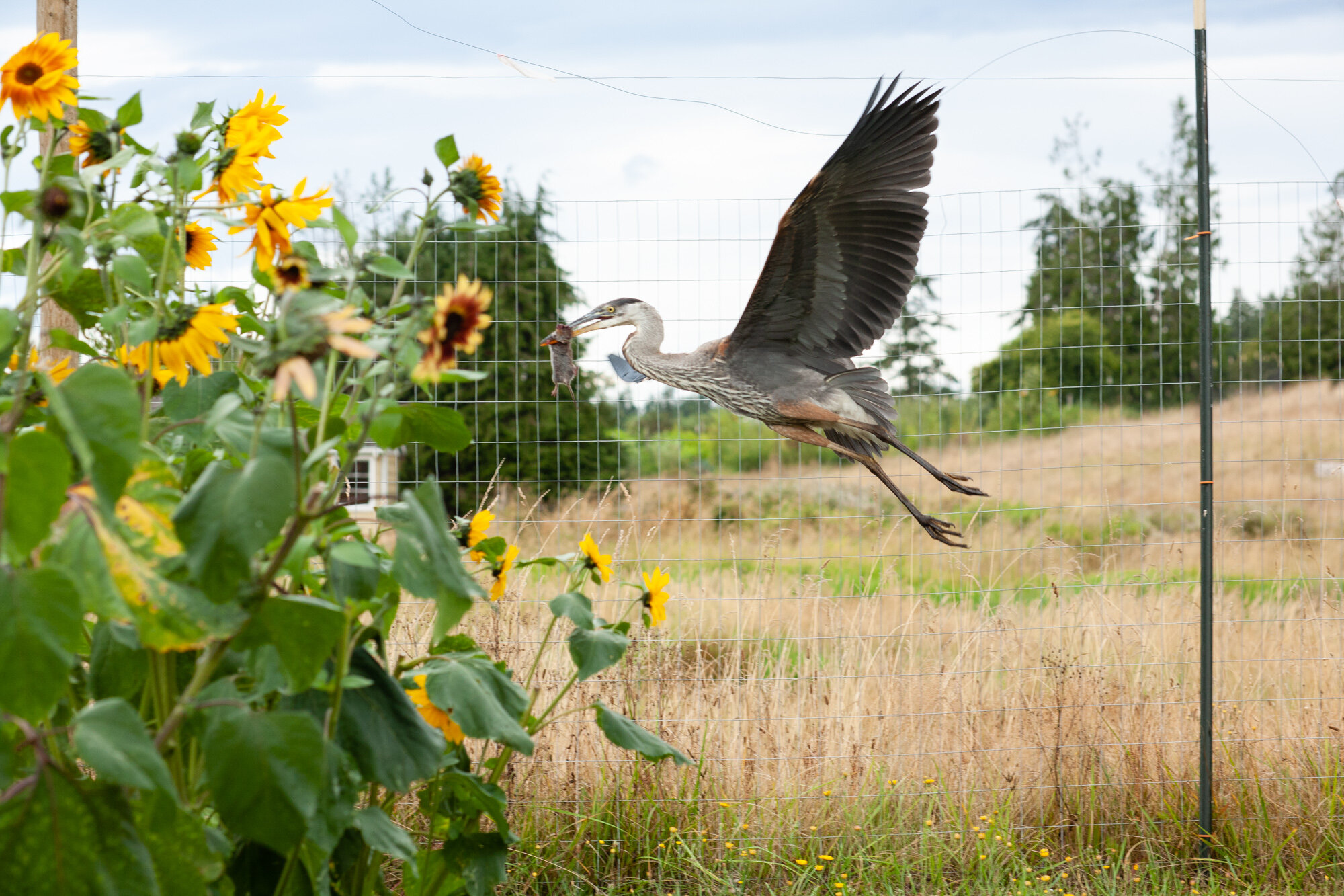 In the Field