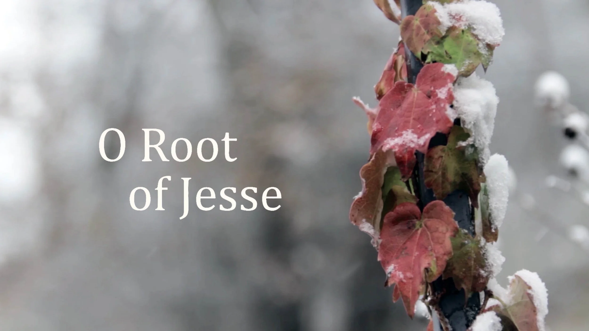 O Root of Jesse