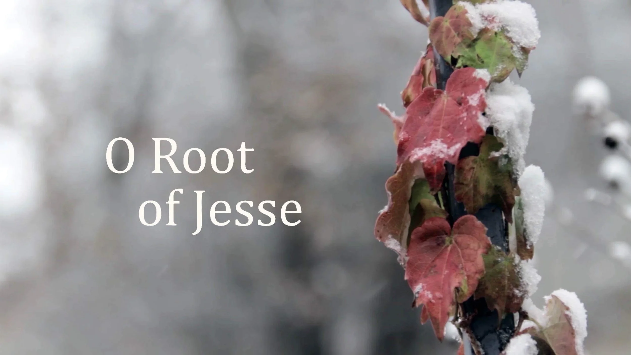 O Antiphons: O Root of Jesse