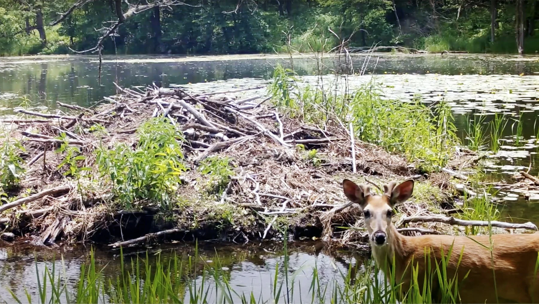 Summer Trail Camera Compilation Video