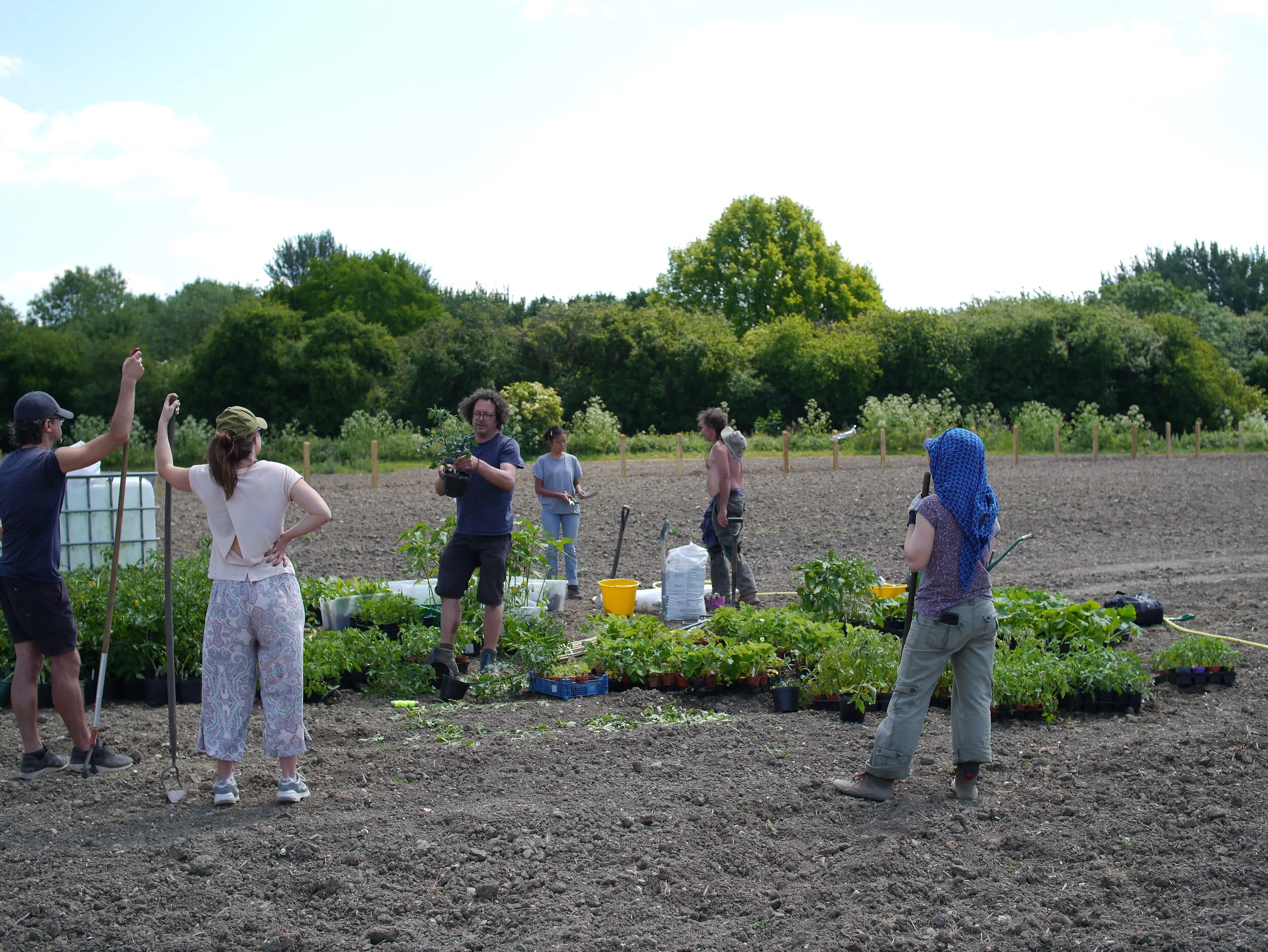 Seed(ling)s of hope!! Help us transplant our seedlings at CoFarm Cambridge!