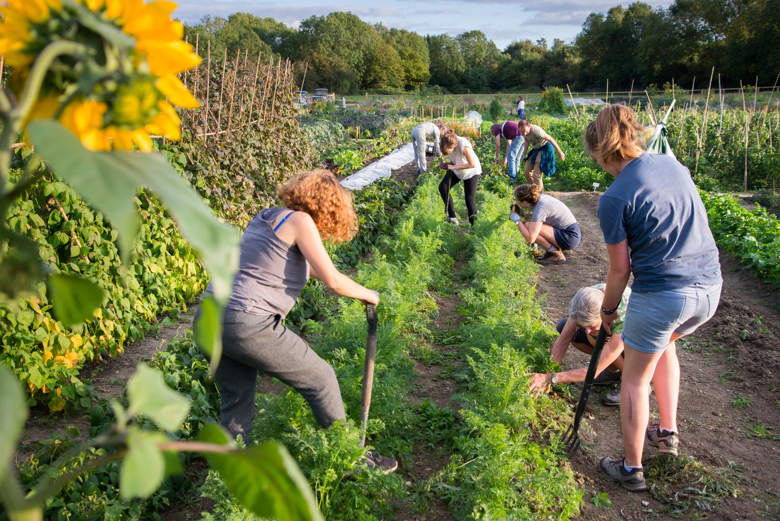 CoFarm Foundation is now a registered charity!