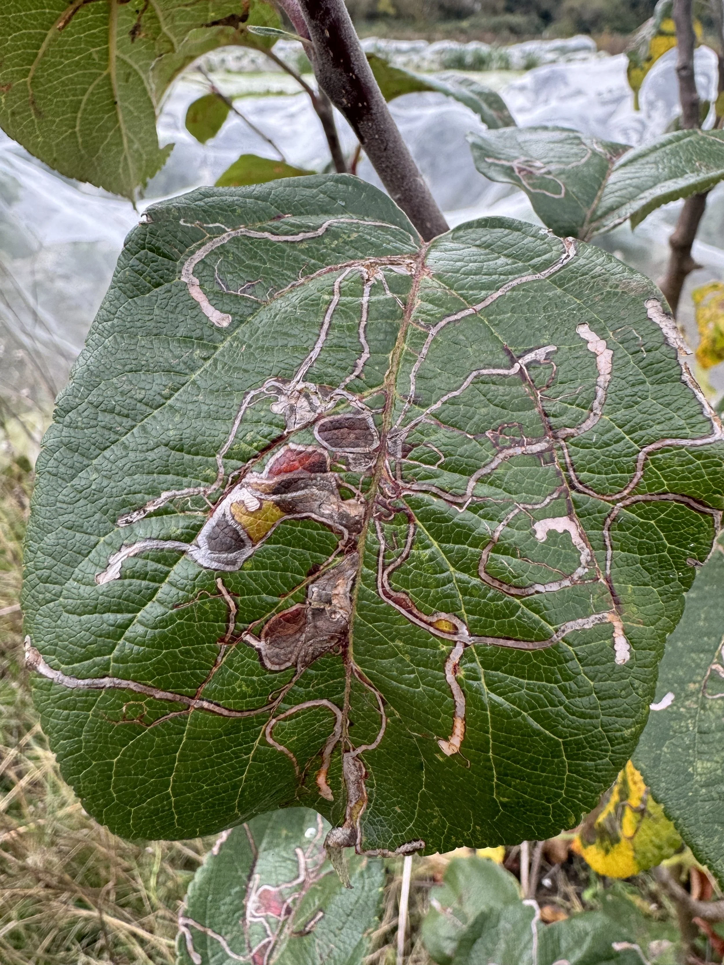 Pruning Workshop - Fruit Trees (Plums and Gages)