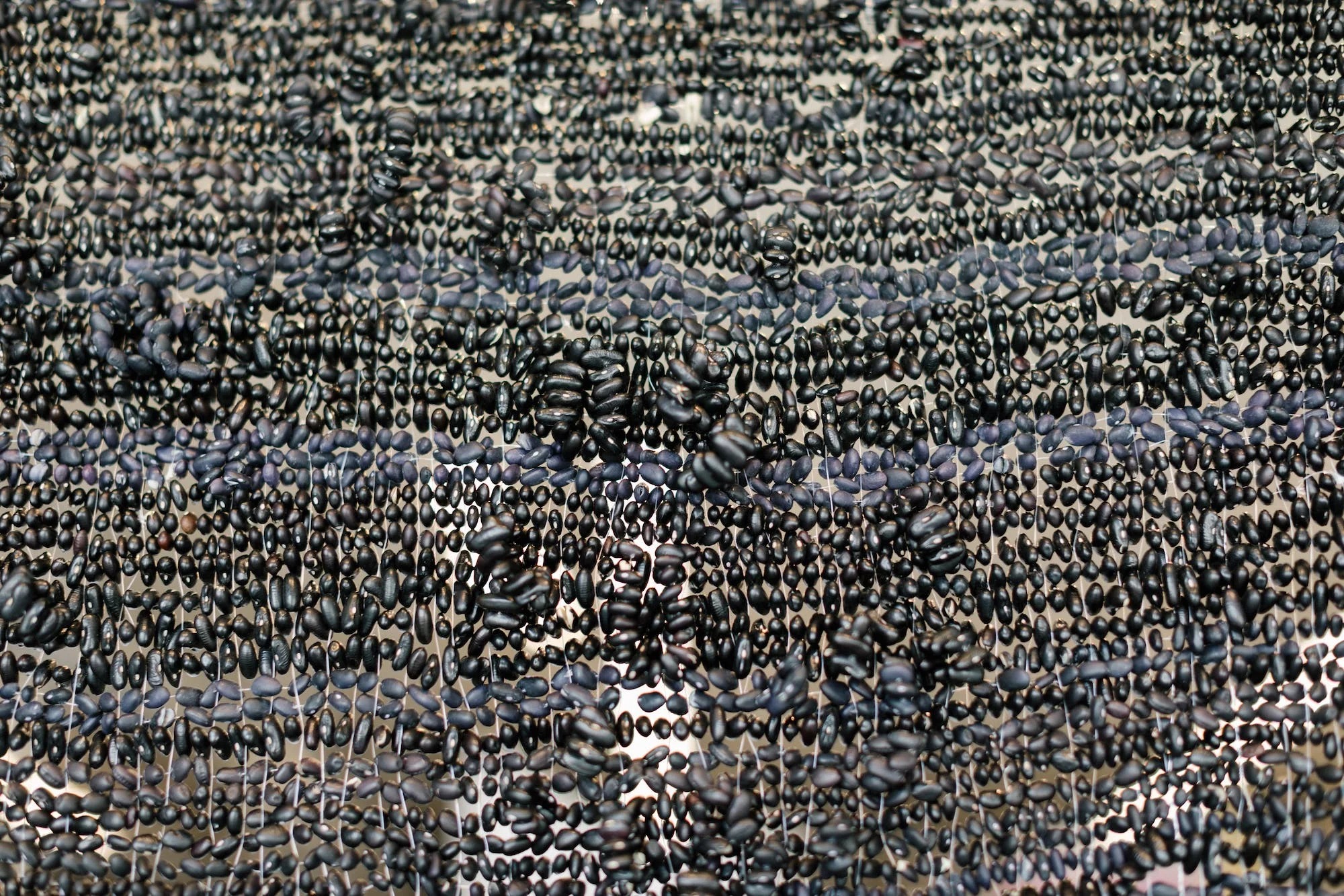 Lauren Zoll, Solar Panel (Black Bean Photosynthesis Screen), 2019