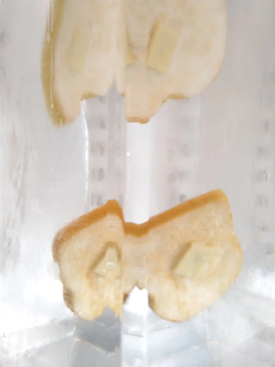 Annelies Kamen's FROMO