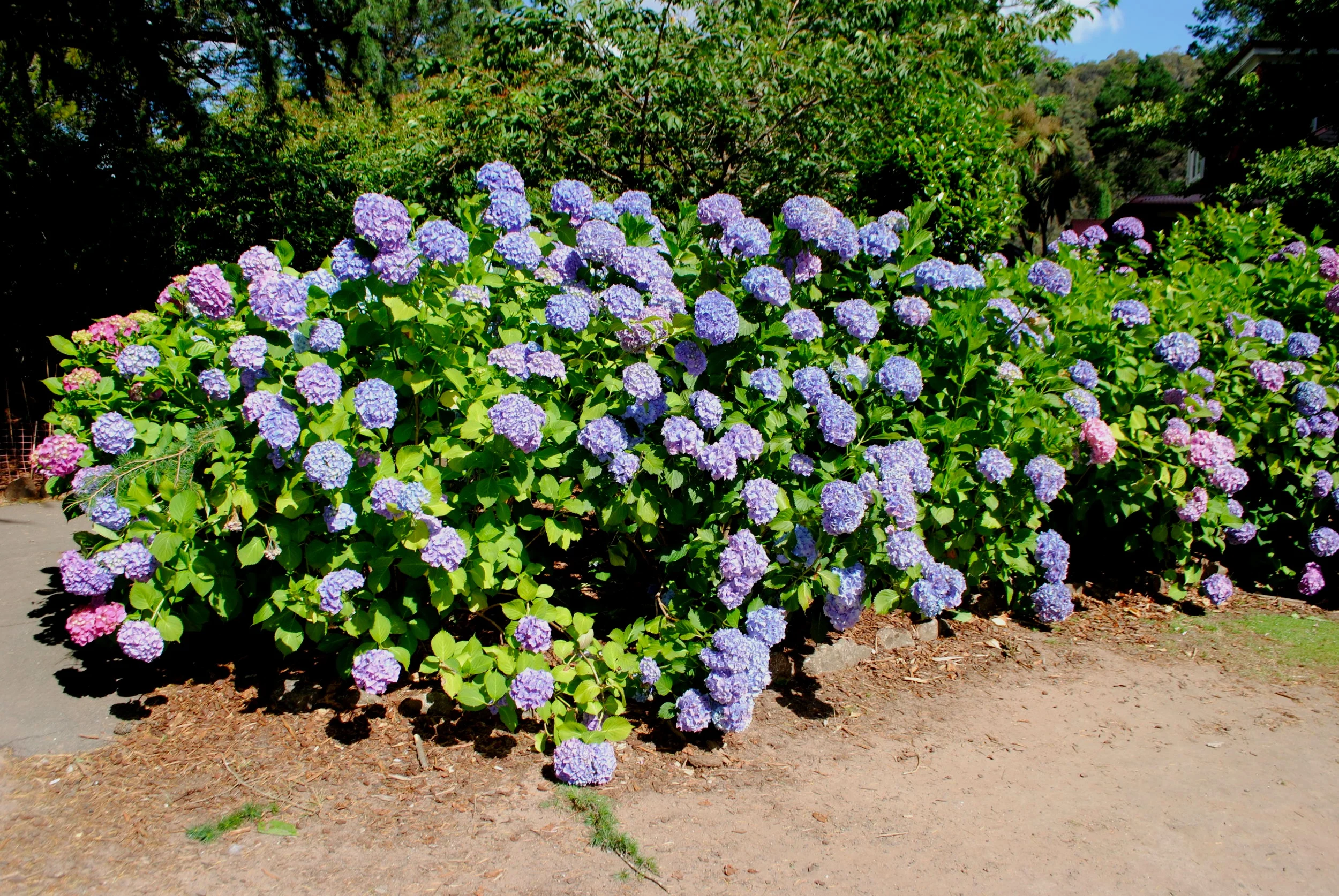 DSC_0796.jpg