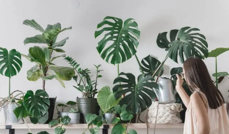 stone dust closeup.JPG