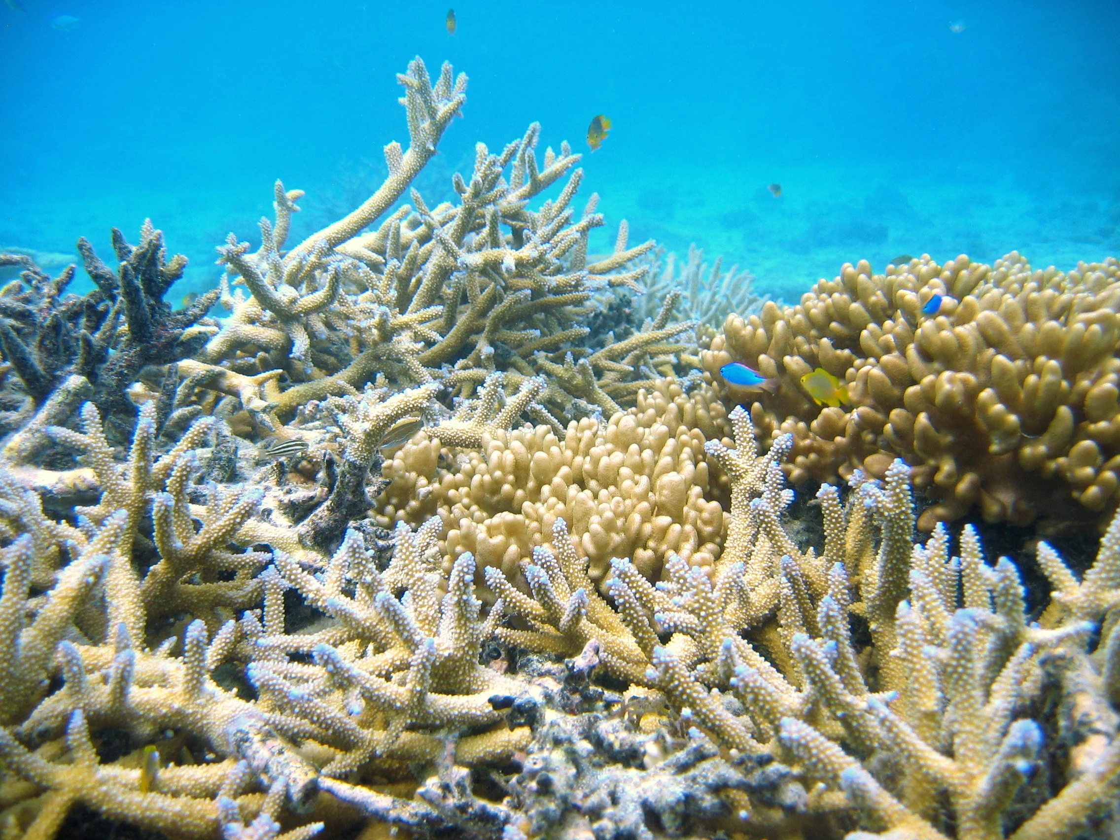 thomsen corals (002).jpg