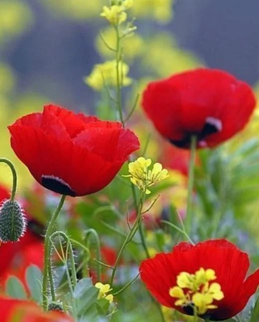 An Unusual ANZAC Day