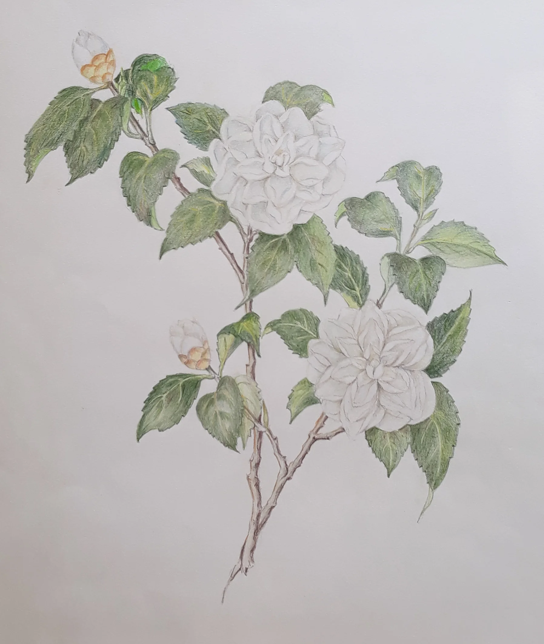 One of mum’s drawings. Anyone can learn how to do this.